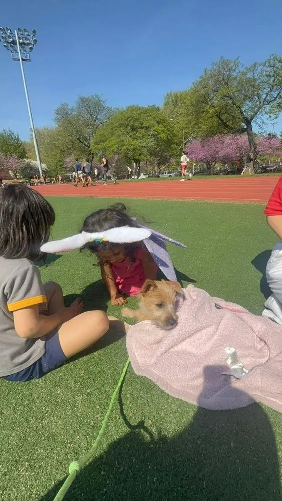 A baby medium-sized male Terrier dog named Mabel for adoption in Valley Stream, NY