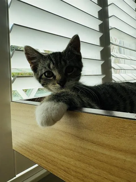 A baby small-sized male Domestic Medium Hair cat named Archie for adoption in Haw River, NC
