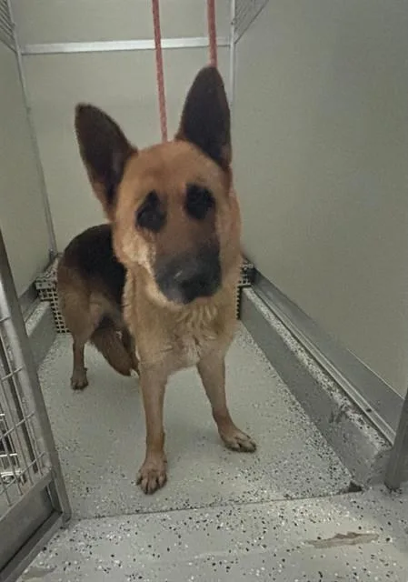 An adult large-sized male German Shepherd Dog dog named Diesel for adoption in Forney, TX