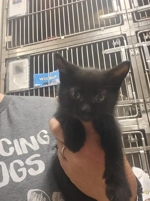 A baby small-sized female Domestic Short Hair cat named Sophie for adoption in Albuquerque, NM