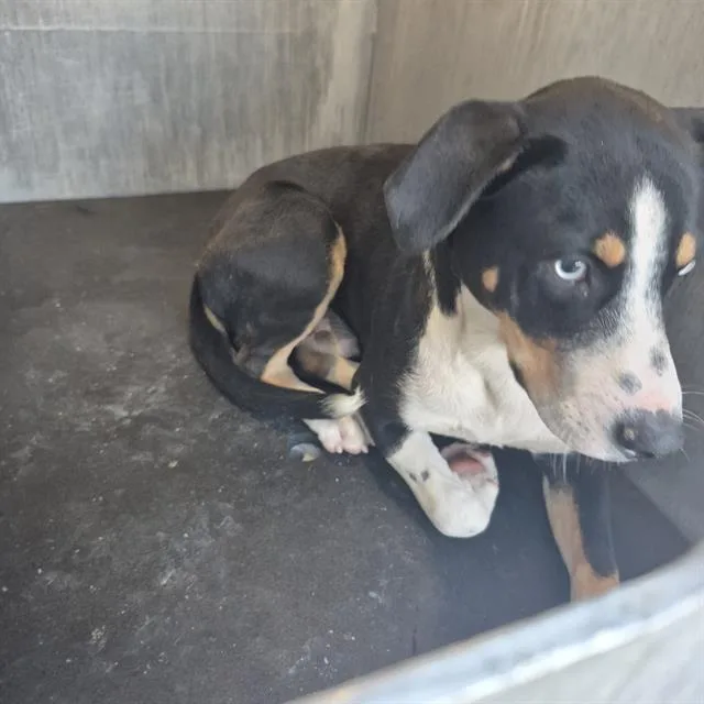 A young medium-sized male Hound dog named Benny for adoption in San Antonio, TX