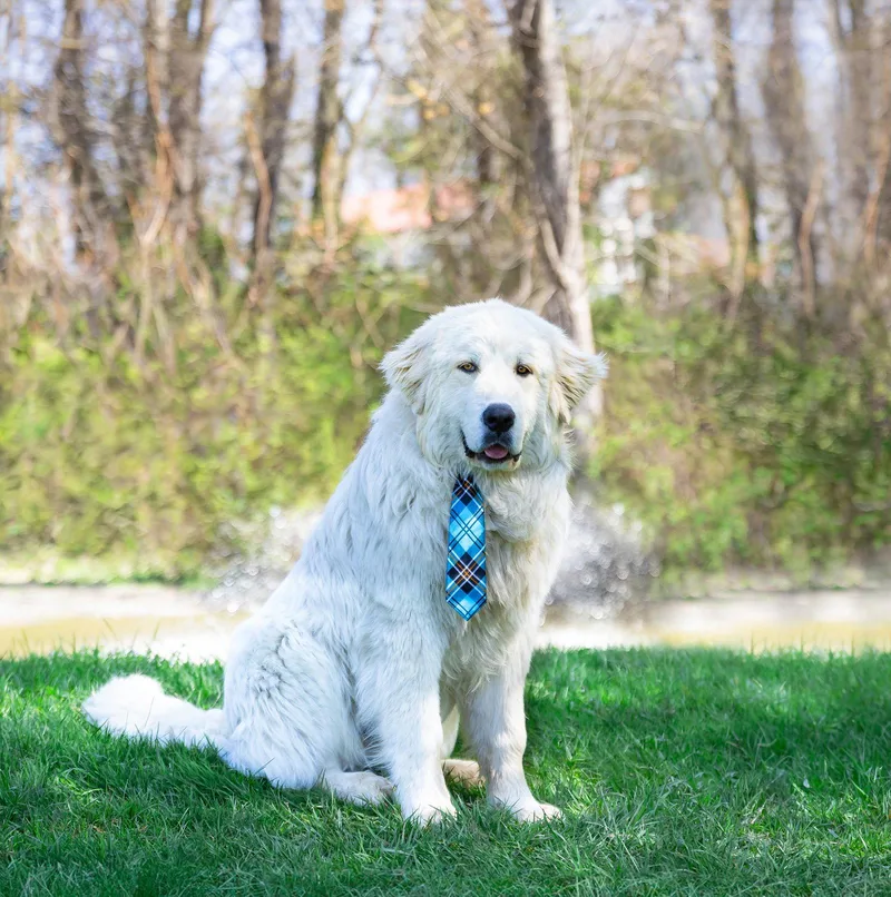 A young large-sized male Great Pyrenees dog named Bentley for adoption in Coatesville, PA