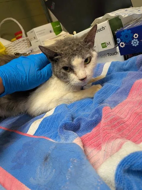 An adult medium-sized female Domestic Short Hair cat named Ammolite for adoption in Jacksonville, FL