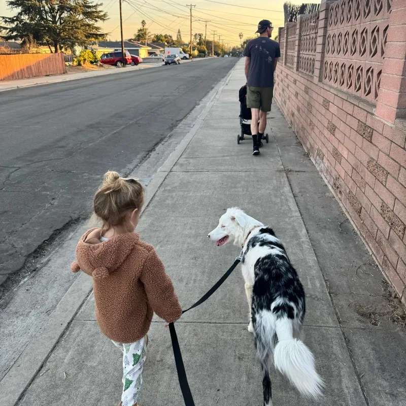 An adult medium-sized female White / Cream Australian Shepherd dog named Peach for adoption in San Diego, CA