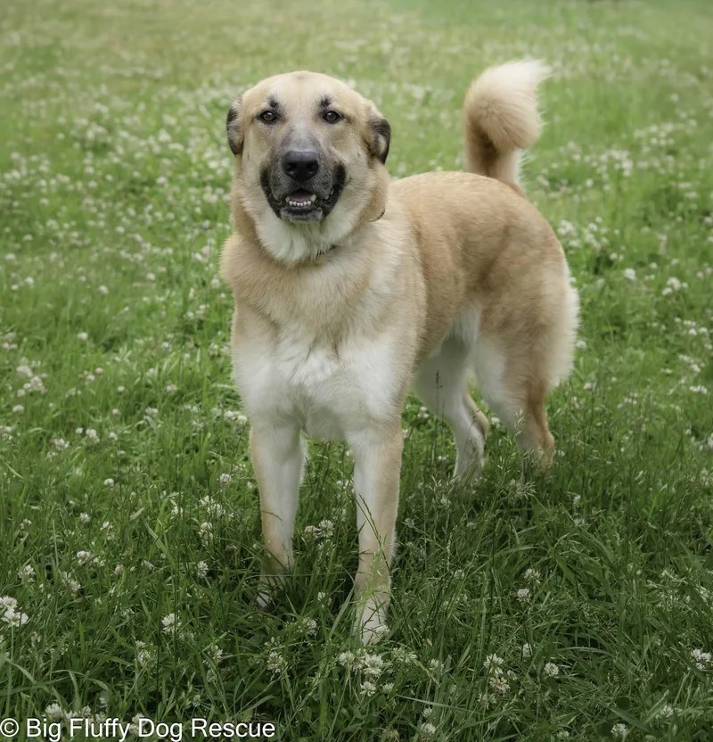 An adult large-sized male Anatolian Shepherd dog named Chip for adoption in Nashville, TN