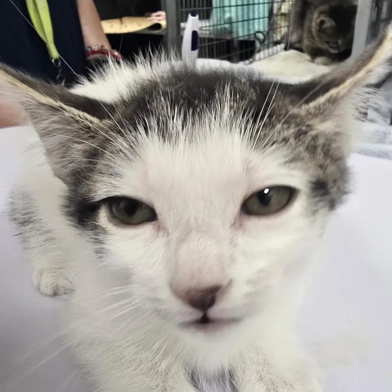A baby small-sized male Gray / Blue / Silver Domestic Short Hair cat named Cirrus for adoption in Las Cruces, NM