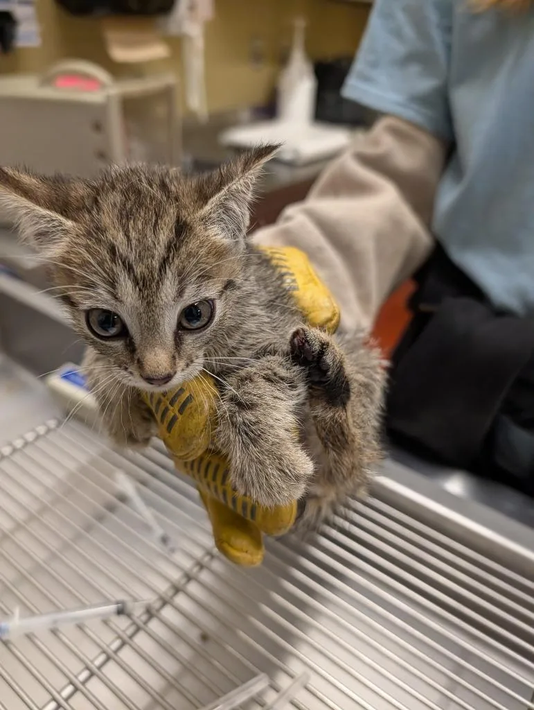 A baby small-sized female Domestic Short Hair cat named Bubbles for adoption in Douglasville, GA