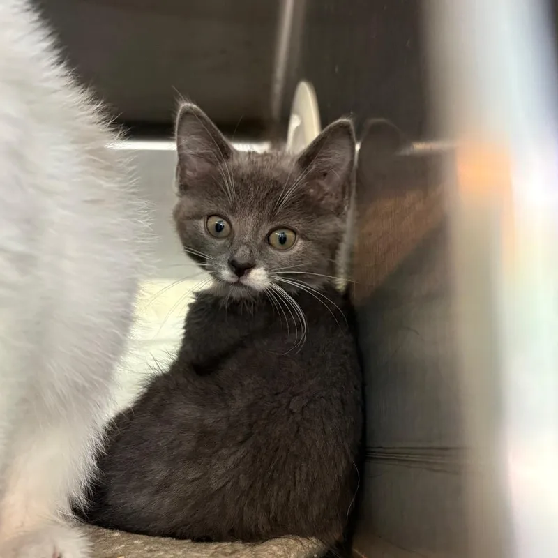 A baby small-sized male Gray / Blue / Silver Domestic Short Hair cat named Chapman for adoption in Huntington, WV