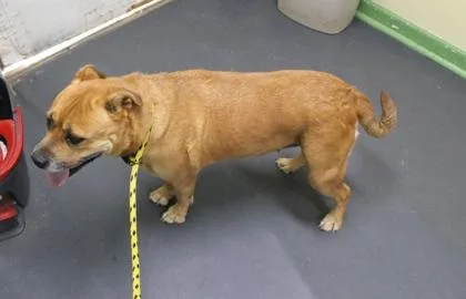 An adult medium-sized female Terrier dog named Chicory for adoption in Picayune, MS