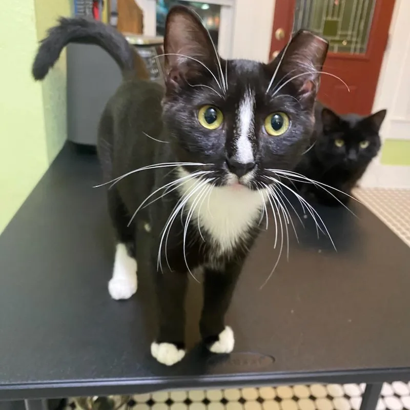 A young small-sized male Black Domestic Short Hair cat named Bucee for adoption in Waco, TX