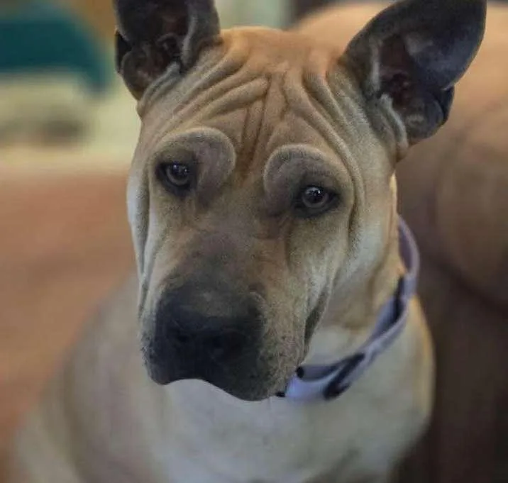 Scrunchie thumbnail 2