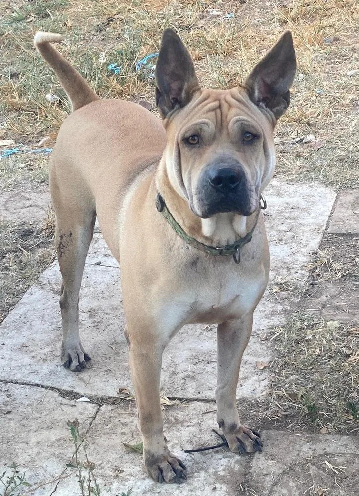 Scrunchie thumbnail 4