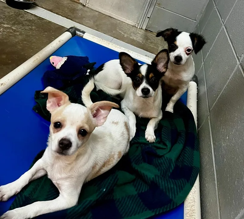 A baby small-sized male Chihuahua dog named Dim Sum for adoption in Clinton, SC