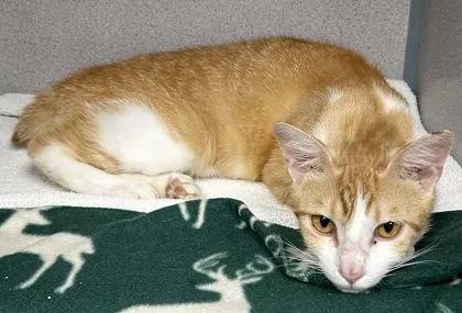 An adult small-sized female Domestic Short Hair cat named Marisol for adoption in Phoenix, AZ