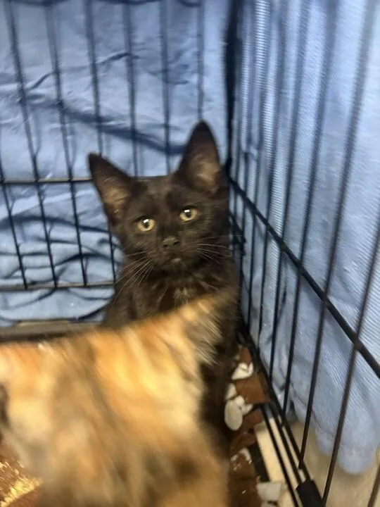 A young small-sized female Black Domestic Short Hair cat named Piper for adoption in Cincinnati, OH