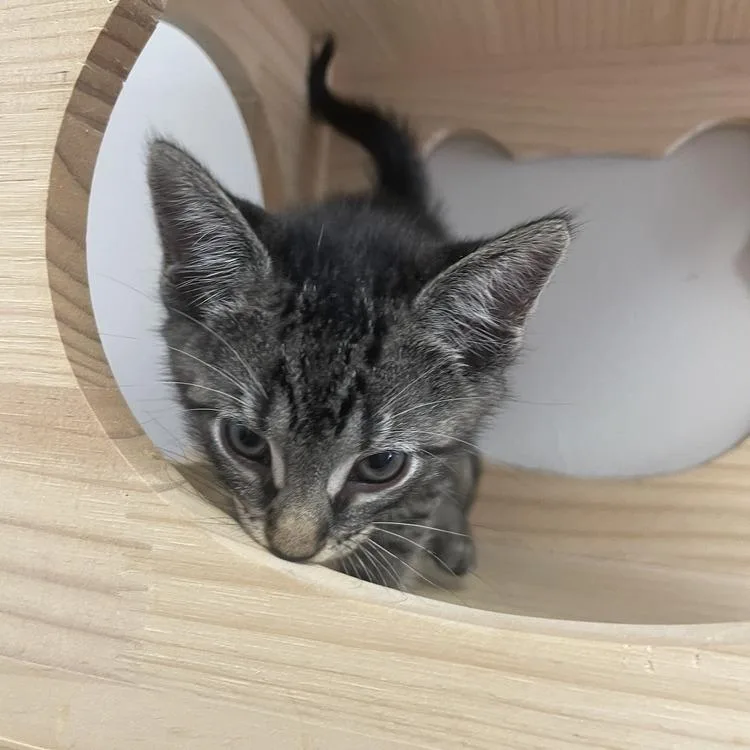 A baby small-sized male Brown / Chocolate Domestic Short Hair cat named Brian for adoption in Long Island City, NY