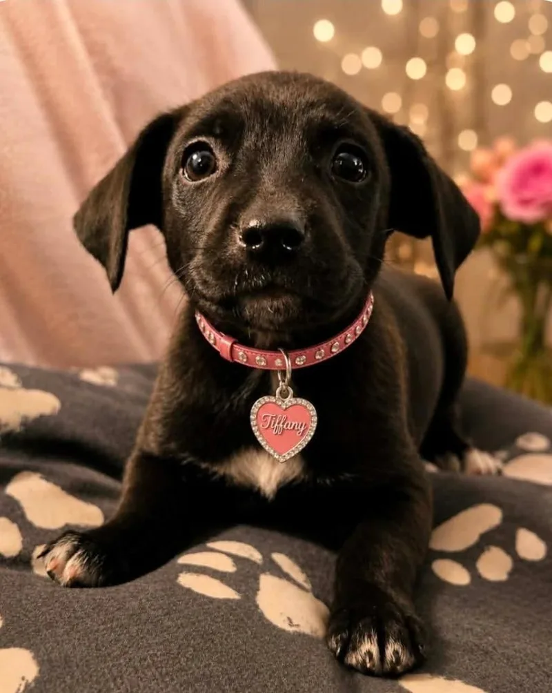 A baby medium-sized female Labrador Retriever dog named Tiffany for adoption in El Dorado, AR