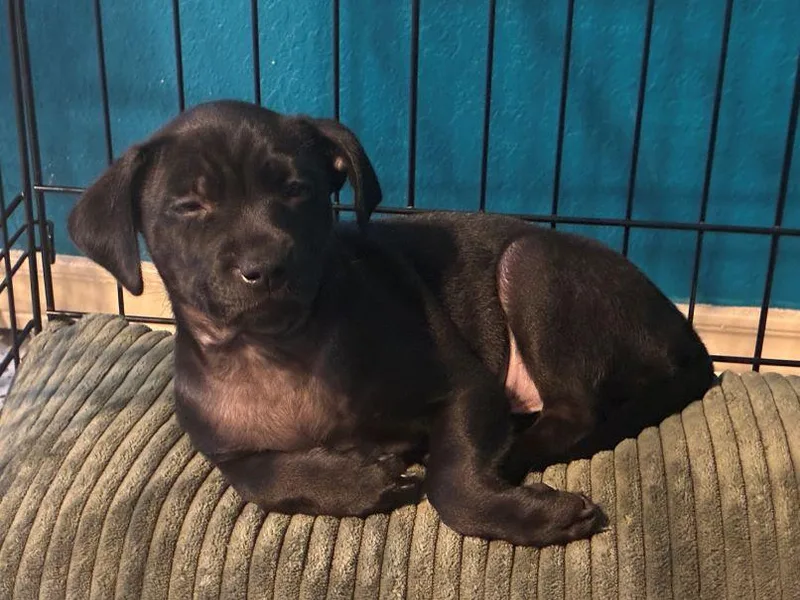 A baby small-sized male Brown / Chocolate Miniature Pinscher dog named Mahan for adoption in Tulsa, OK