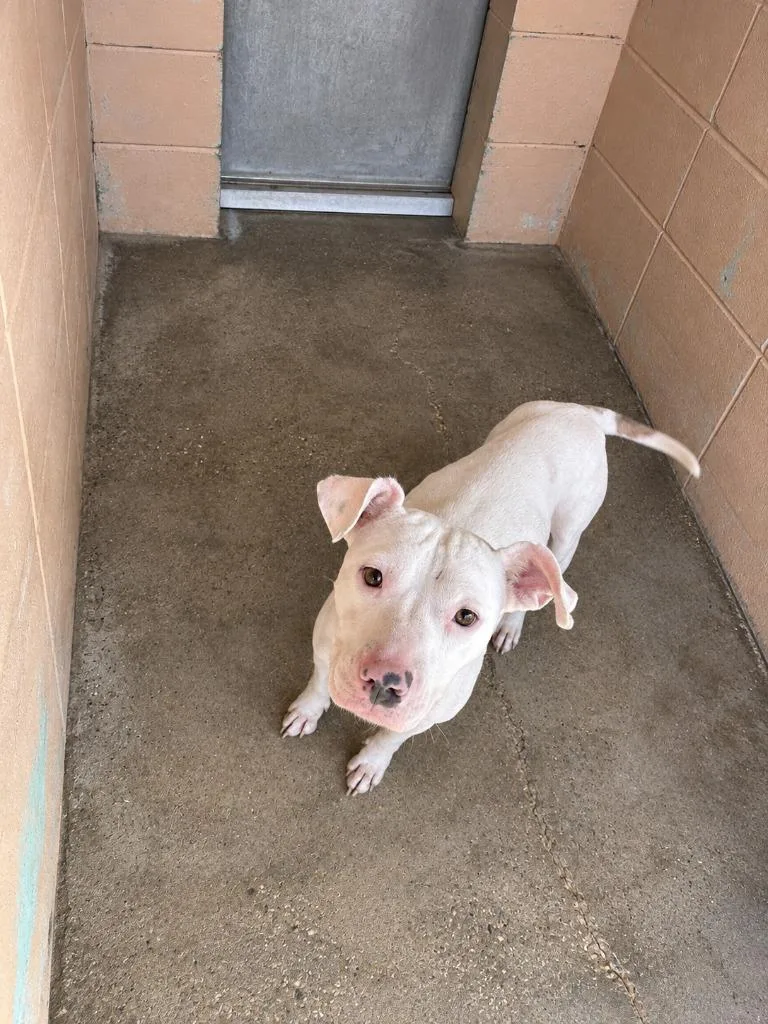 A baby medium-sized female Pit Bull Terrier dog named Snowball for adoption in Gautier, MS