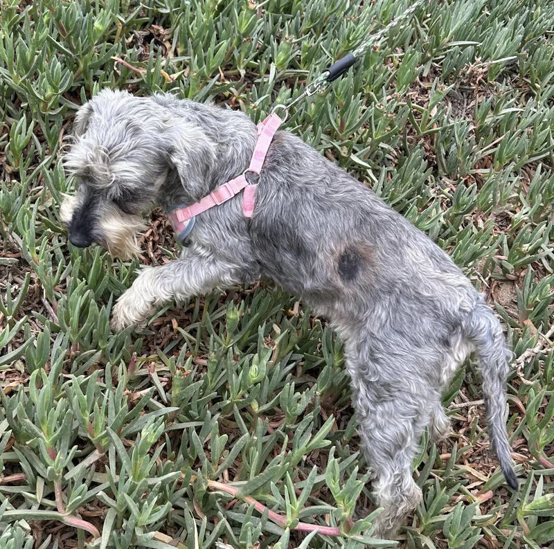 A young small-sized female Gray / Blue / Silver Miniature Schnauzer dog named Adela for adoption in Bell Gardens, CA