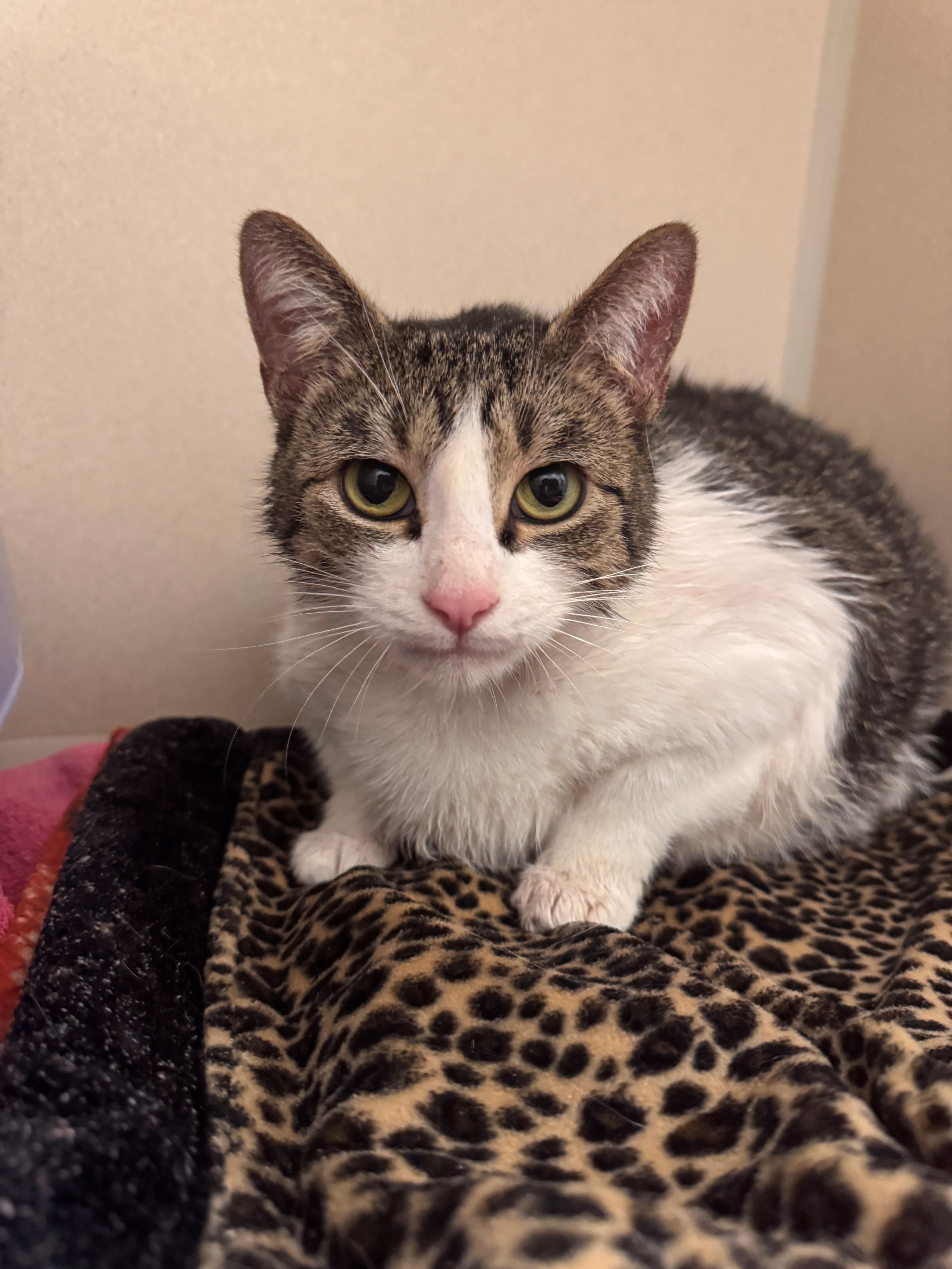 An adult extra large-sized female Tabby (Brown / Chocolate) Domestic Short Hair cat named Karma for adoption in Hackensack, MN