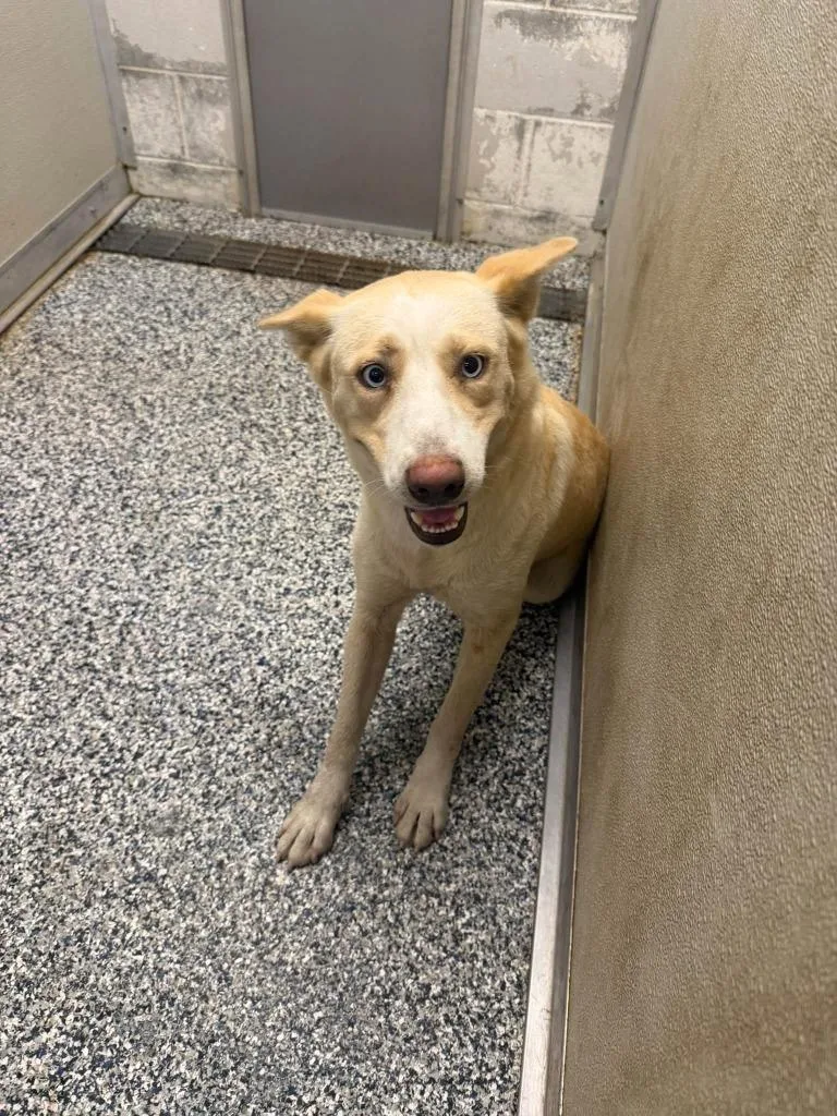 A young medium-sized female Husky dog named Sunoco dog for adoption in Humble, TX