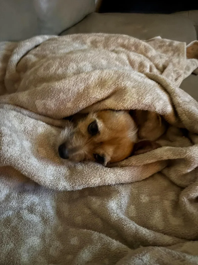 A young small-sized male Terrier dog named Sonny for adoption in Las Vegas, NV