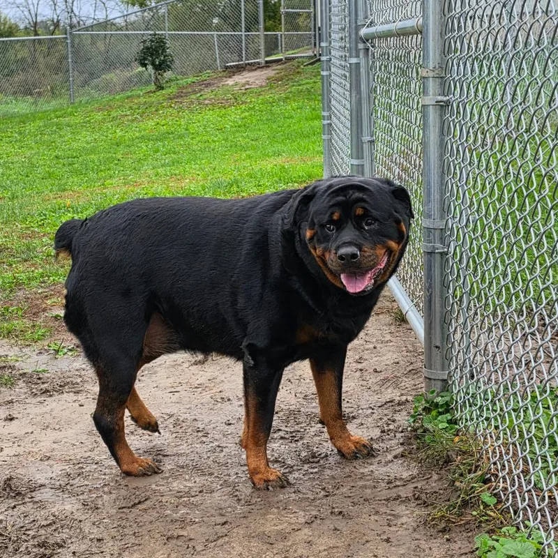An adult extra large-sized female Black Rottweiler dog named Angel for adoption in Marshalltown, IA