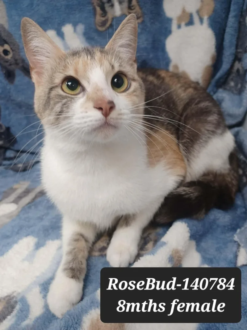 A young medium-sized female Dilute Calico Domestic Short Hair cat named Rosebud for adoption in New York, NY