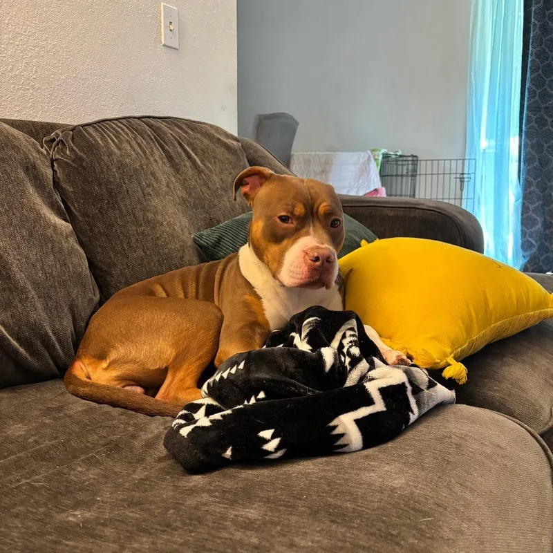 An adult medium-sized female Yellow / Tan / Blond / Fawn Pit Bull Terrier dog named Minnow for adoption in Tulsa, OK