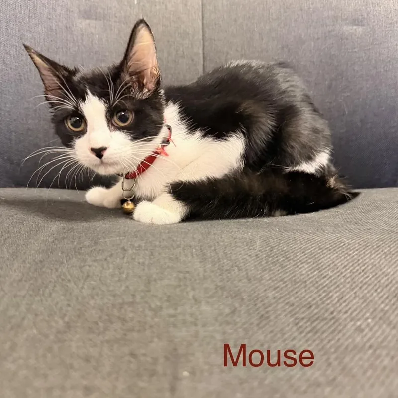 A baby small-sized female Black Domestic Short Hair cat named Mouse for adoption in Buffalo, MN