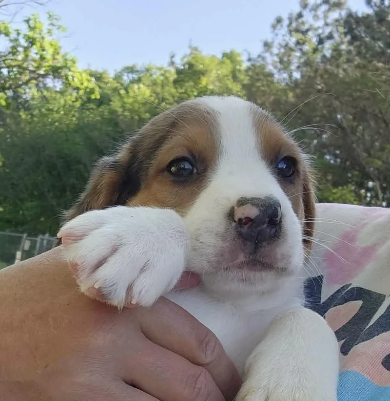 Murray