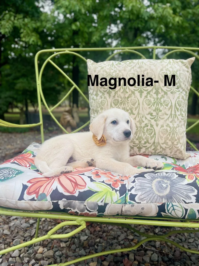 A baby large-sized male Labrador Retriever dog named A Magnolia Lonestar for adoption in Rockaway, NJ