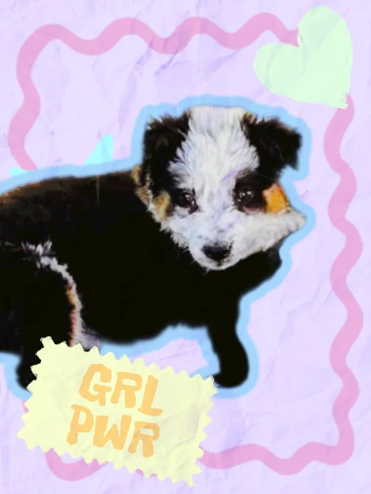 A baby medium-sized female Tricolor (Brown, Black, & White) Border Collie dog named Mona for adoption in Evergreen, CO