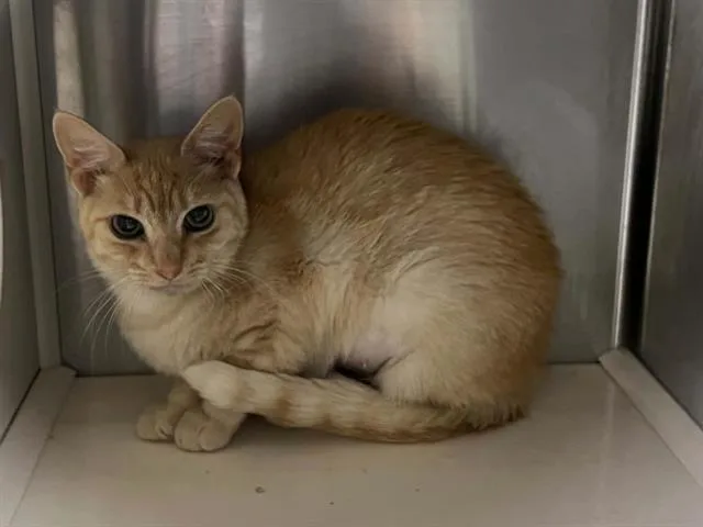 A young medium-sized female Domestic Short Hair cat named Kim for adoption in Tustin, CA
