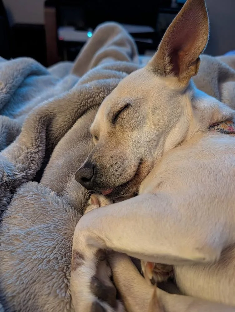A young small-sized female White / Cream Chihuahua dog named Laney for adoption in Parker, CO