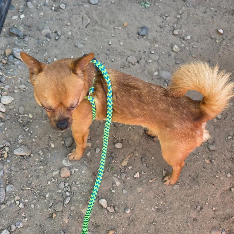 An adult small-sized male Mixed Breed dog named Popeye for adoption in West Richland, WA