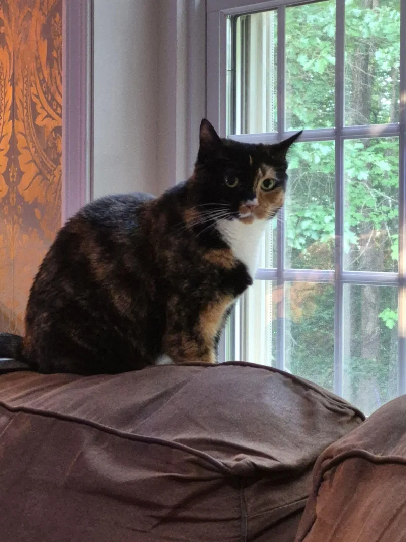 An adult medium-sized female Calico cat named Snickers for adoption in Canton, MA