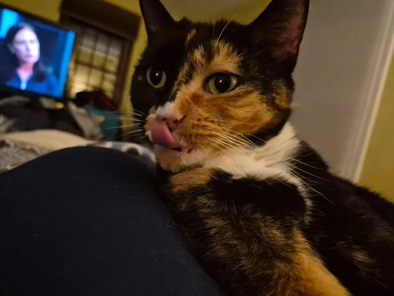 Snickers thumbnail 2