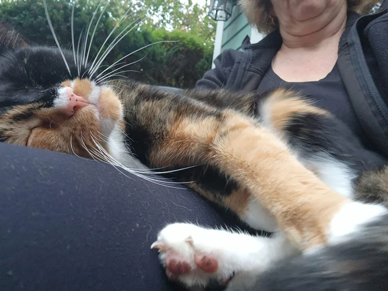 Snickers thumbnail 3