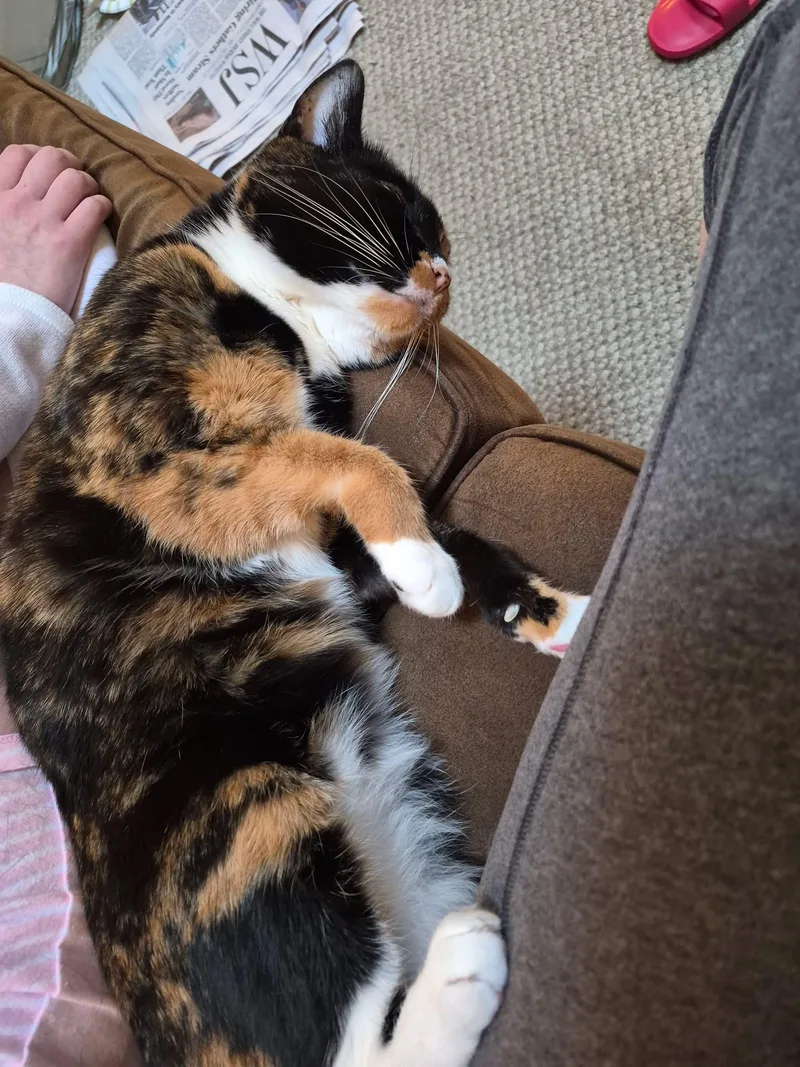 Snickers thumbnail 4