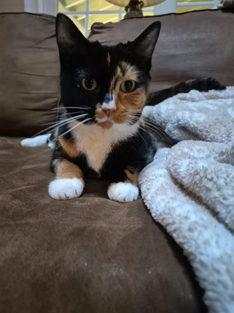 Snickers thumbnail 5