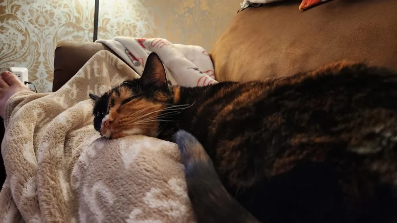 Snickers thumbnail 6