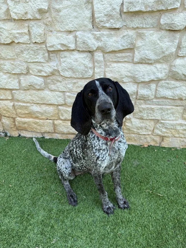 An adult large-sized female Coonhound dog named Lady for adoption in Richland Hills, TX