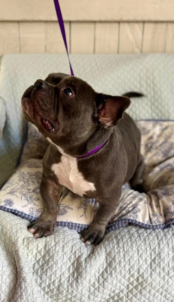 An adult medium-sized male Pit Bull Terrier dog named Deebo HW+ for adoption in Fort Worth, TX
