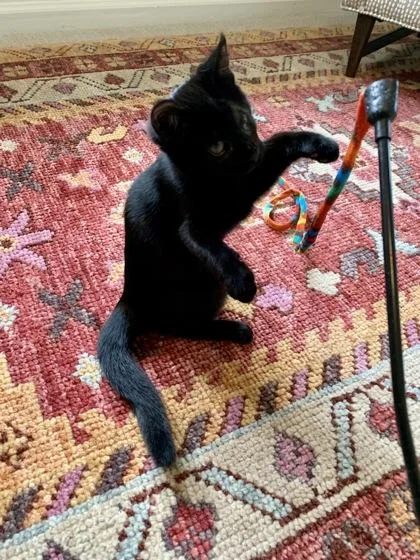 A baby small-sized male Domestic Short Hair cat named Neil for adoption in Westland, MI