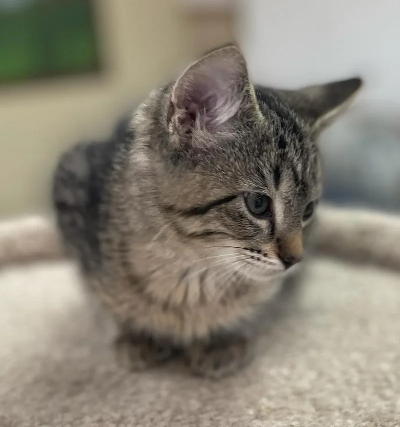 A baby medium-sized female Tabby (Brown / Chocolate) Domestic Short Hair cat named Darla for adoption in Neillsville, WI