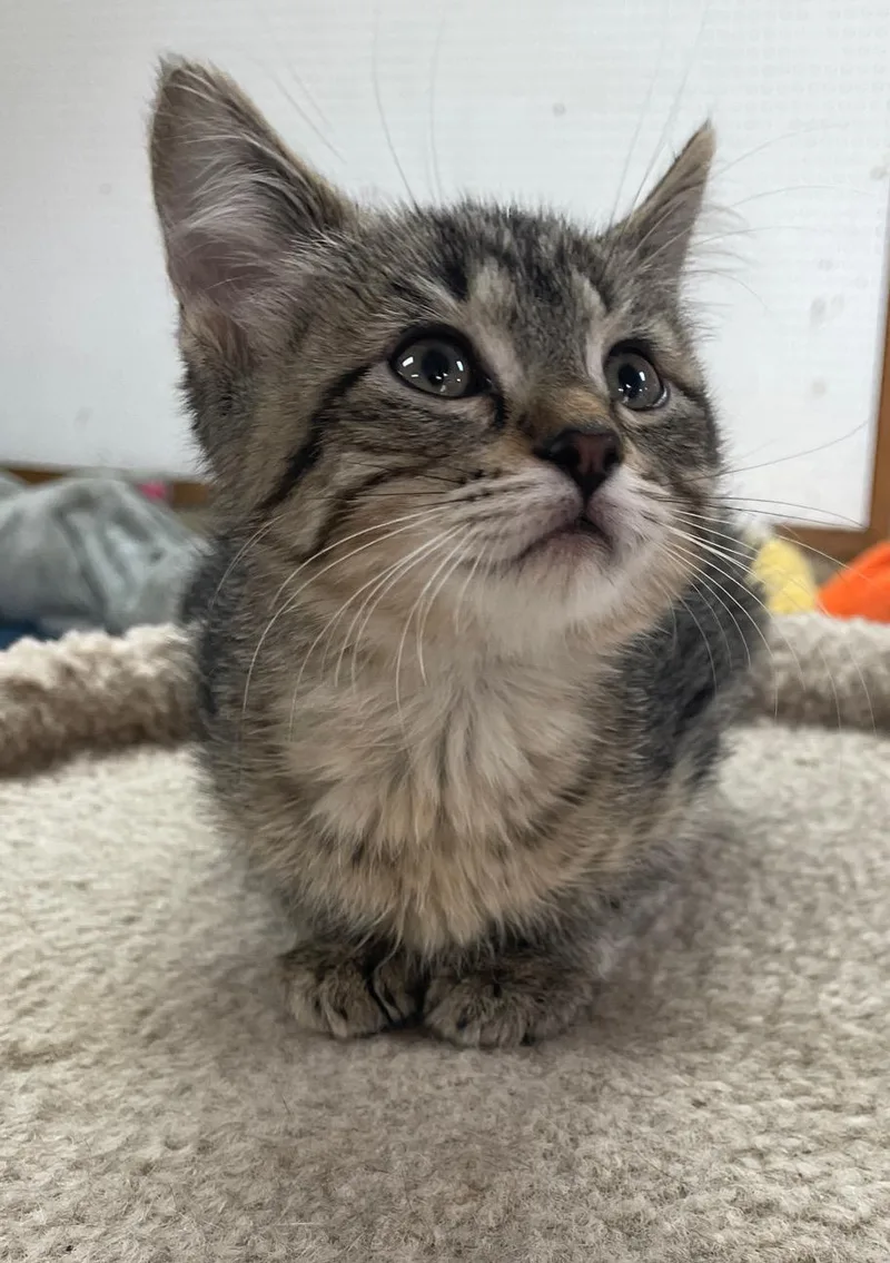 Darla thumbnail 2