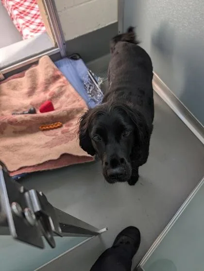 An adult large-sized female Black Field Spaniel dog named Lolo for adoption in Florence, OR