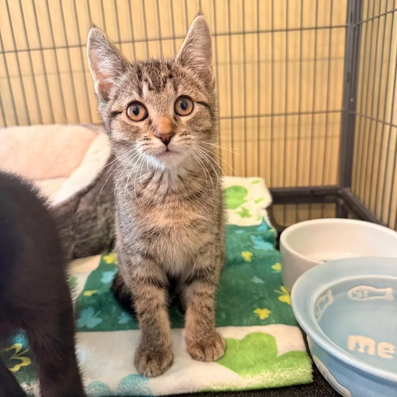 A baby small-sized female Brown / Chocolate Domestic Short Hair cat named Endora for adoption in Saint Charles, MO